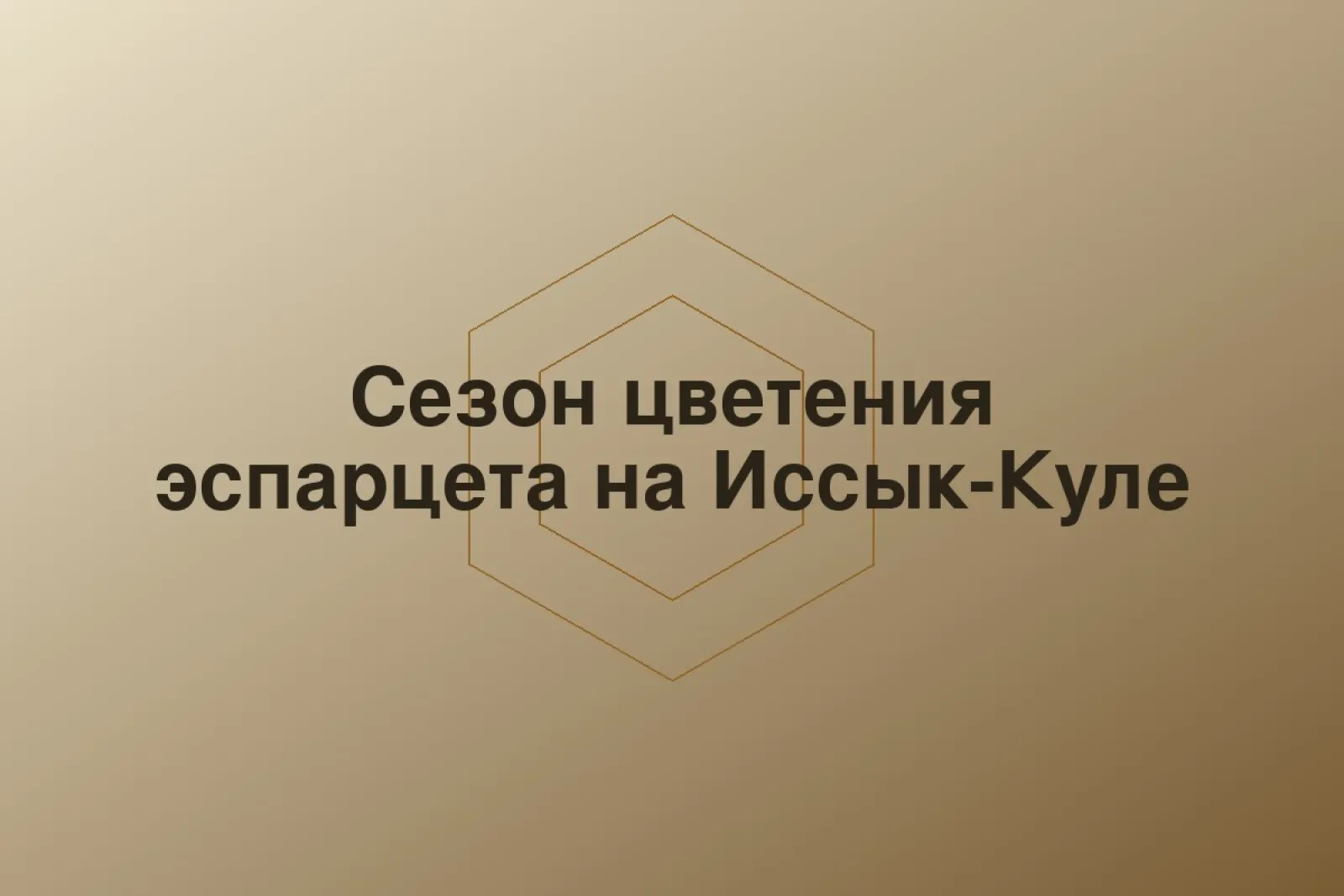 Сезон цветения эспарцета на Иссык-Куле