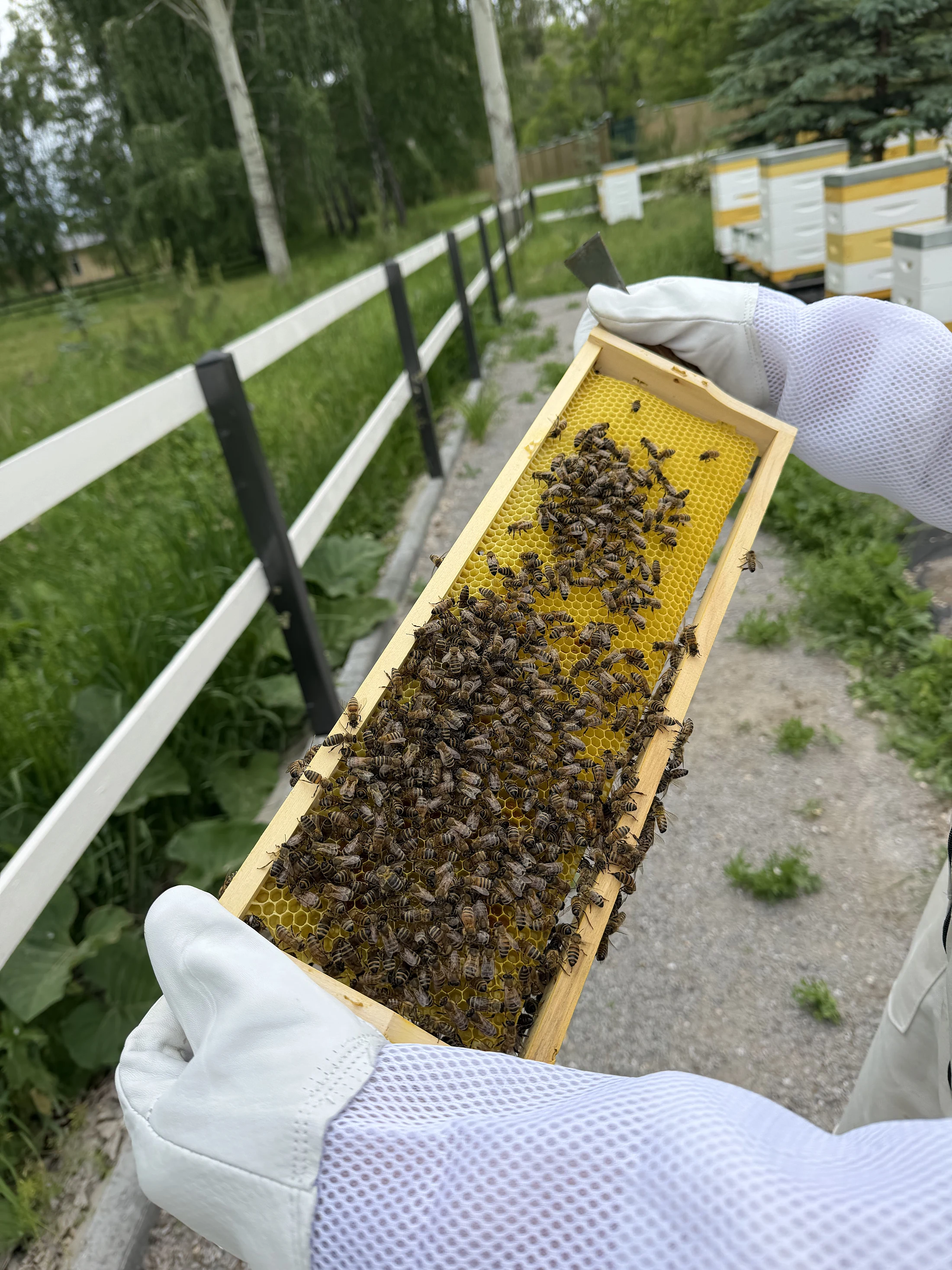 Пасека усадьбы Кутурга